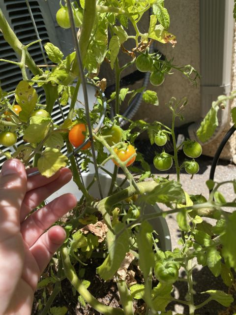 A hand reaching into a cherry tomato plant with ripening tomatoes