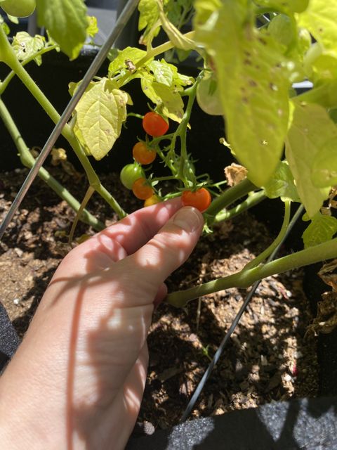 Picking a ripe cherry tomato from the vine