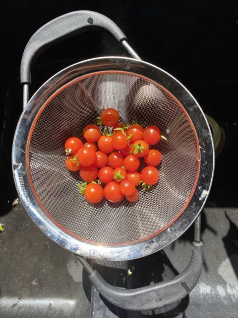 Cherry tomatoes in a mesh strainer