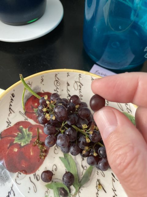 Picking a grape from a hand-painted plate